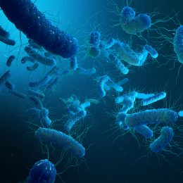 Enterobacterias Gram negativas Proteobacteria, bacteria such as salmonella, escherichia coli, yersinia pestis, klebsiella. 3D illustration